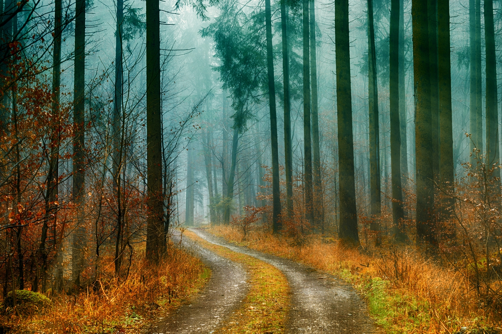 Sentier de forêt en automne